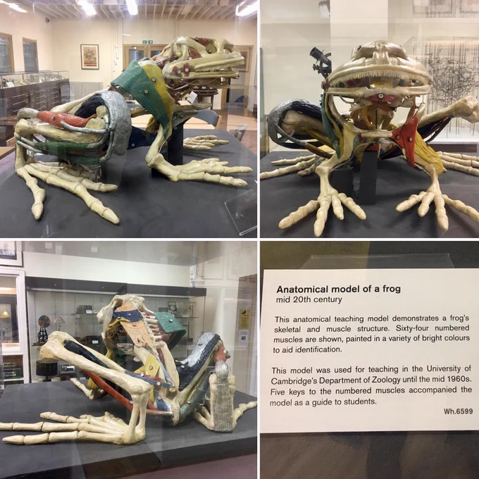 Frog teaching model