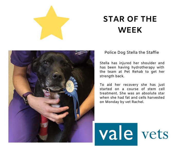 A photo of me with a gold star above my head and star of the week and vale vets sign with writing that says ‘Stella has injured her shoulder and has been having hydrotherapy with pet rehab to get her strength back to aid her recovery she had just started stem cell treatment.  She was a star with she had fat & cells harvested on Monday by Rachel