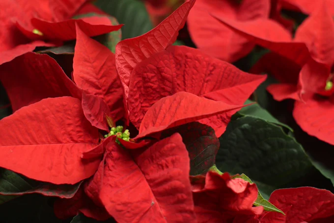 beautiful poinsettias!