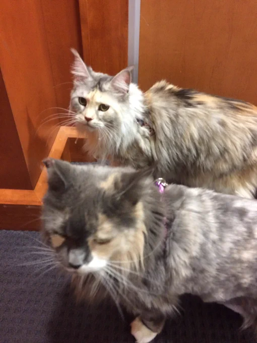 Cats!