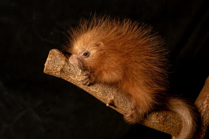 Baby porcupine sitting on a branch.