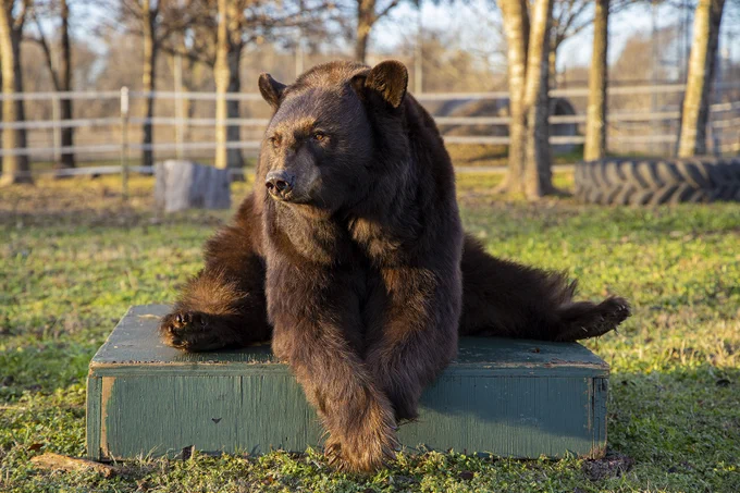 the bear laying in the sunlight outside on a box at her off-campus enrichment facility.