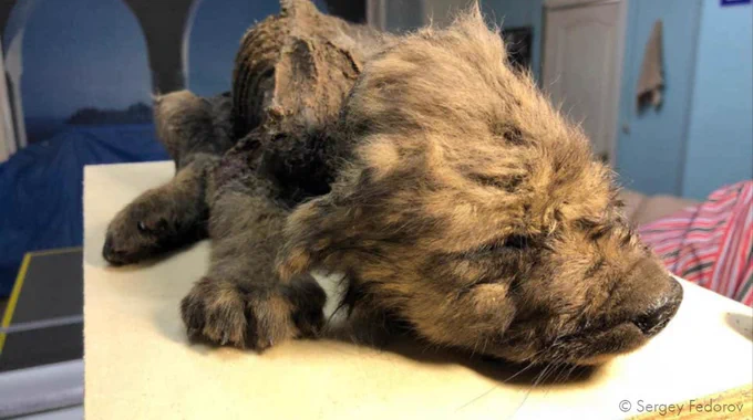 permafrost corpse of a canine