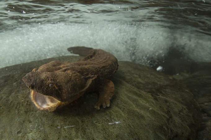 A hellbender rests on a boulder in the left corner of the frame. Its mouth is open and it has brown, wrinkly-looking skin. Behind it is a flowing stream and the water appears to be crashing up against the boulder it is sitting on.