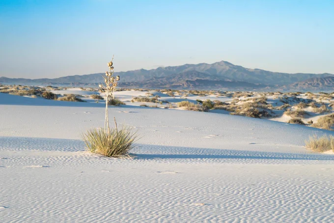 White sand dunes with a yucca plant