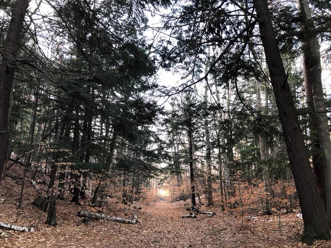 The sun shines across a leaf-covered trail. Hemlock trees stand on hillsides next to the trail.
