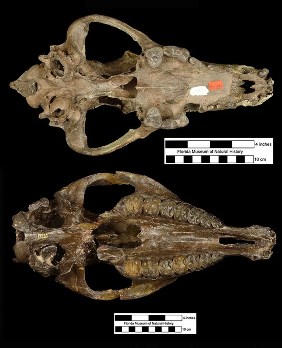the undersides of two fossil skulls from a museum collection