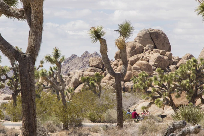 Visitors recreating surrounded by Joshua Trees and a Boulder pile in Quail Springs Picnic Area.
