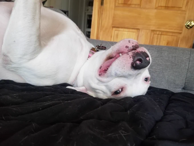 White dog on its back, looking at camera with big smile