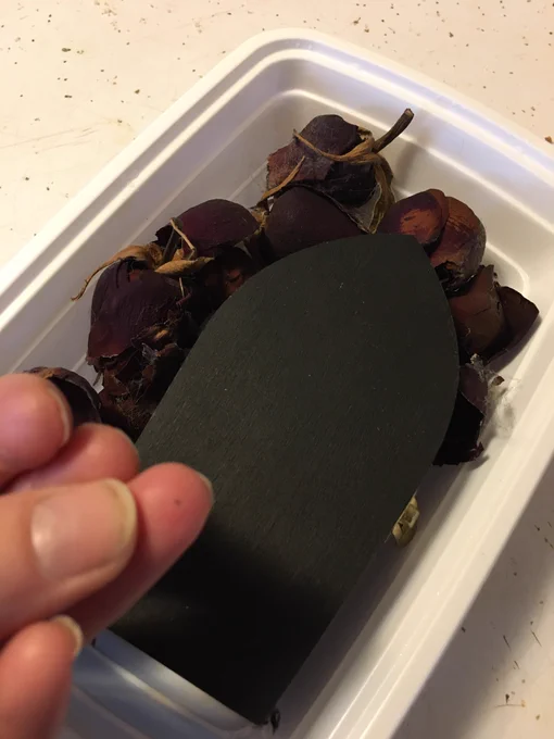 Small white tray holds smaller black wooden Gothic arch shaped box with tiny brass latch, surrounded by very dark and very dry rose buds. In lower left, Meg’s fingertips, showing small dark splinter on ring finger tip.