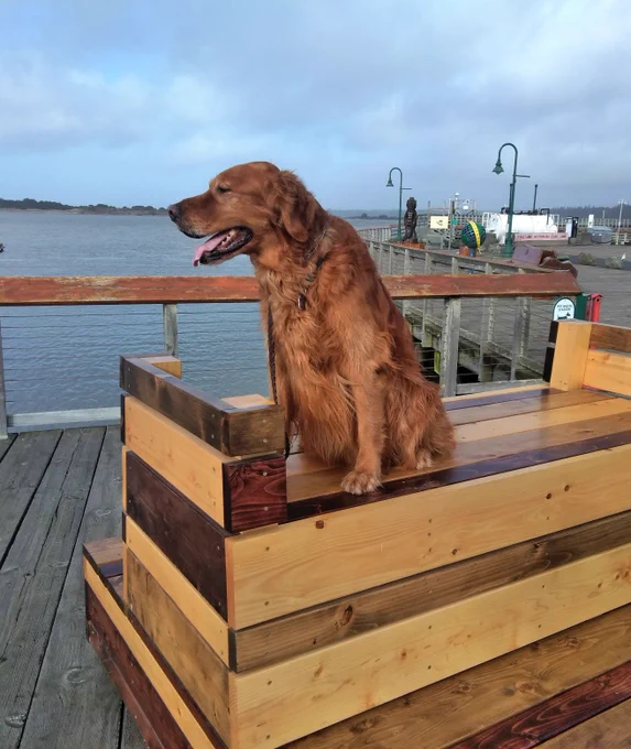 Dog sitting on a bench on a pier boardwalk.