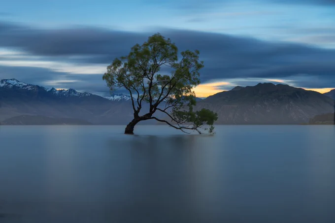 tree in a still lake with mountains behind