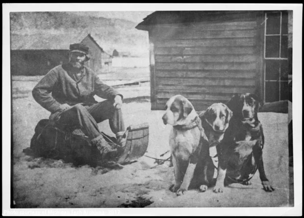Man sitting on sled pulled by three St. Bernards
