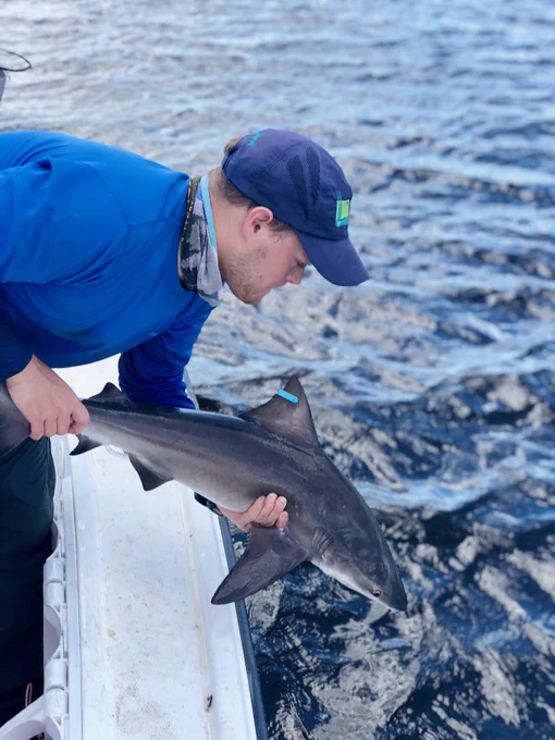Strickland holds a shark.