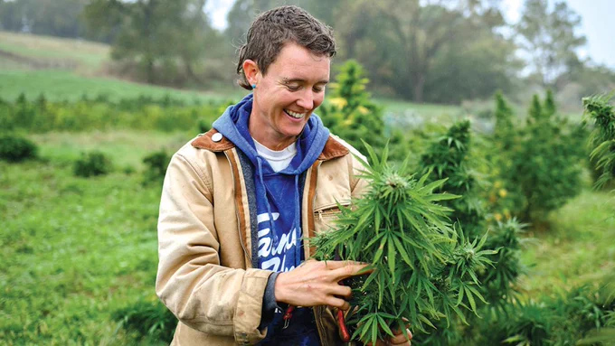 FL Morris holding hemp plant