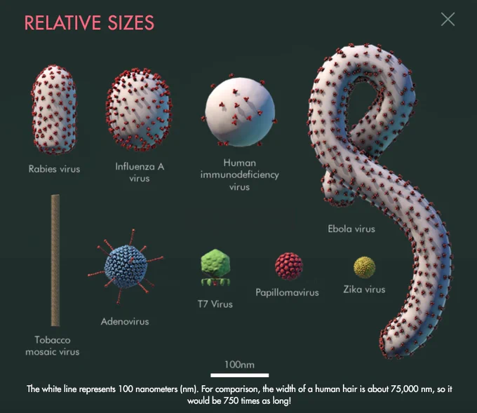Screenshot showing size comparison of viruses including Ebola and Zika
