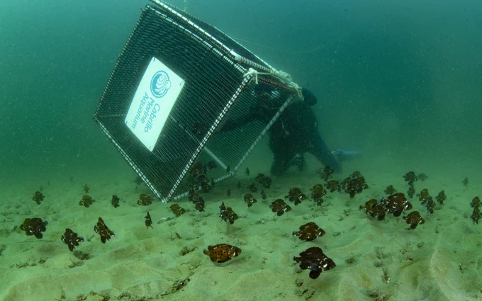 Hundreds of baby giant sea bass released in Southern California by Cabrillo Marine Aquarium. Photo by Los Angeles Times.