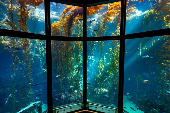 Kelp Forest exhibit at Monterey Bay Aquarium.