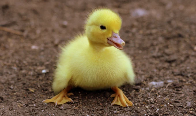 A duckling