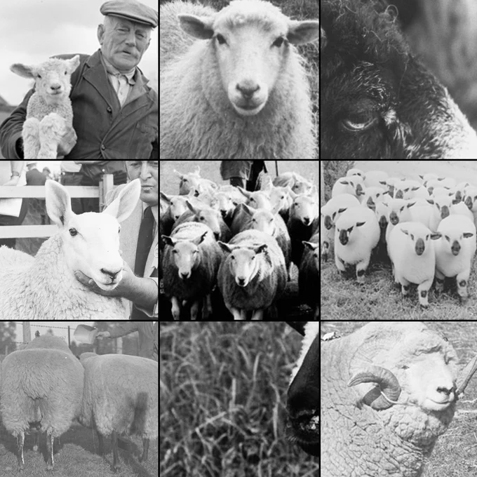 An assortment of photos from our archive showing sheep, arranged like a Zoom grid.