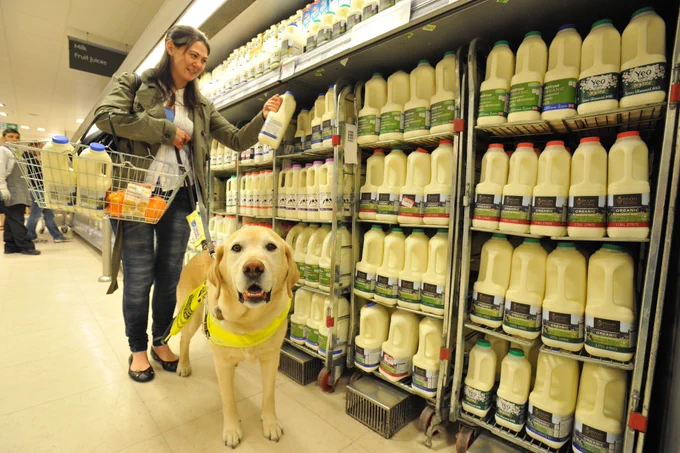 Guide dog owner and her guide dog browse the milk aisle in a supermarket. 