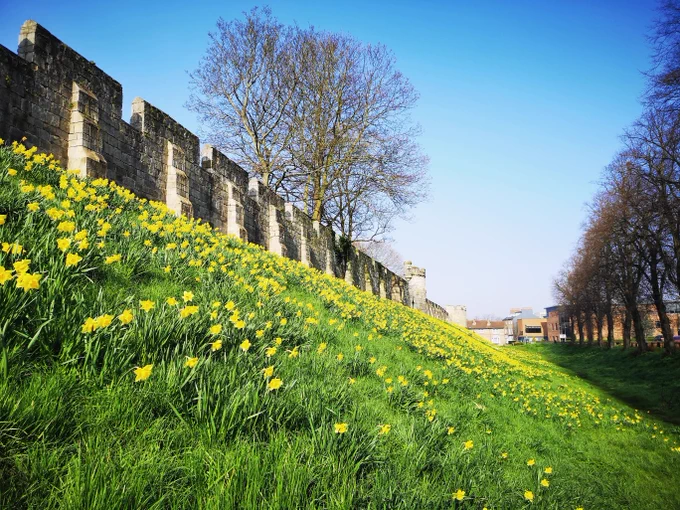 Yellow daffodils in full bloom on the grassy bank beneath York city walls