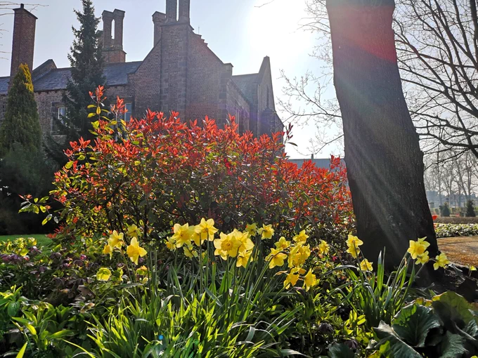 Daffodils and plants outside York St John in the sunshine