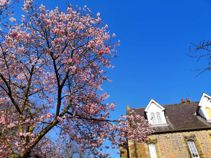 A pink blossom tree against a backdrop of blue sky 