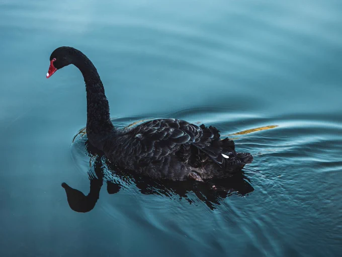 Der Autor und Forscher Nassim Nicholas Taleb hat in diesem Zusammenhang den Begriff des »schwarzen Schwans« geprägt, mit dem er ein extrem unwahrscheinliches Ereignis beschreibt, welches eine erhebliche Auswirkung hat und welches lediglich im Nachhinein als erwartbar eingestuft wird.