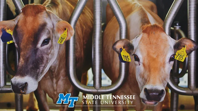 Jersey cattle from the MTSU Dairy herd wait to be milked at the university's farm and Experiential Learning and Research Center in Lascassas, Tenn., March 23. MTSU's herd of Jerseys and Holsteins are milked daily by School of Agriculture students and staffers, and the milk is processed and bottled on campus under state-mandated sterile conditions, amid the COVID-19 crisis. (MTSU photo by Cat Curtis Murphy)
