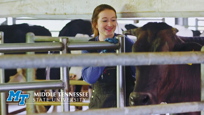 MTSU student Erin Coleman checks on a member of MTSU's dairy herd March 23 at the university's farm and Experiential Learning and Research Center in Lascassas, Tenn. MTSU's herd of Jerseys and Holsteins are milked daily by School of Agriculture students and staffers, and the milk is processed and bottled on campus under state-mandated sterile conditions, amid the COVID-19 crisis. (MTSU photo by Cat Curtis Murphy)