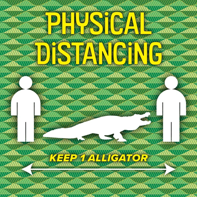Physical Distancing keep 1 alligator apart from others 