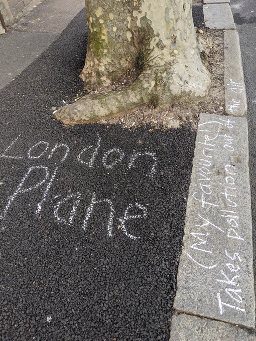 London Plane (my favourite) takes pollution out of the air