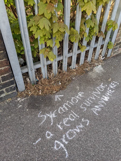 Sycamore- a real survivor grows anywhere
