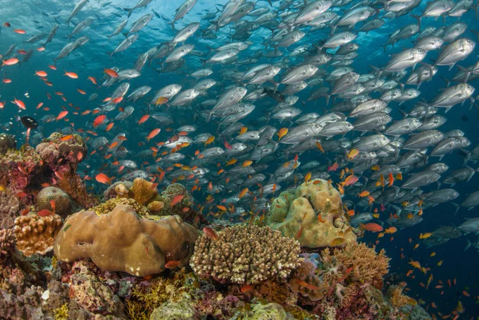 School of big-eye jacks, coral reef and orange anthias fish, Sabah, Malaysian Borneo. 