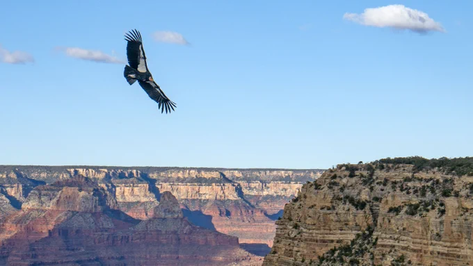 description: a large black bird with a few white feathers, and a pink head is soaring over a vast canyon landscape. 