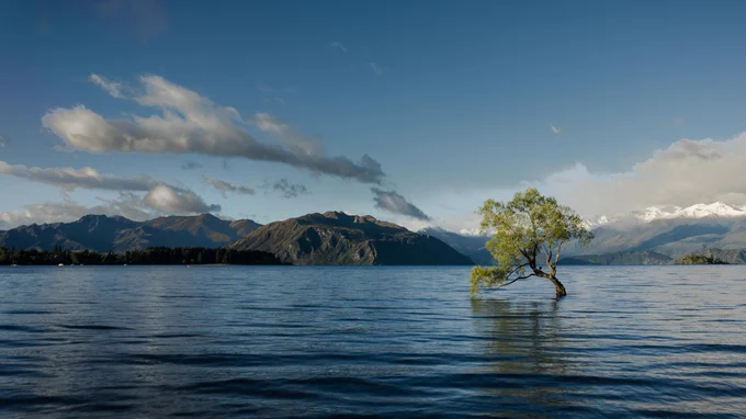 Lone tree growing in a body of water
