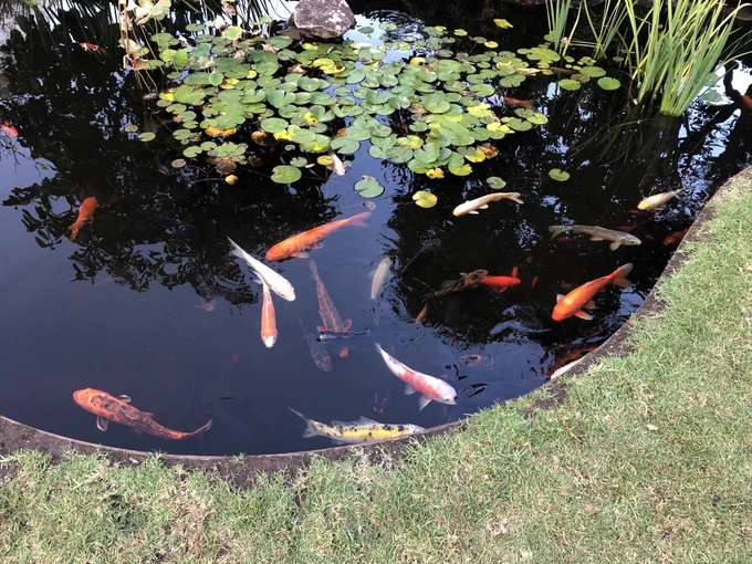 Koi fish of different colours such as orange, white and yellow, in a fish pond. In foreground is grass edge of pond.