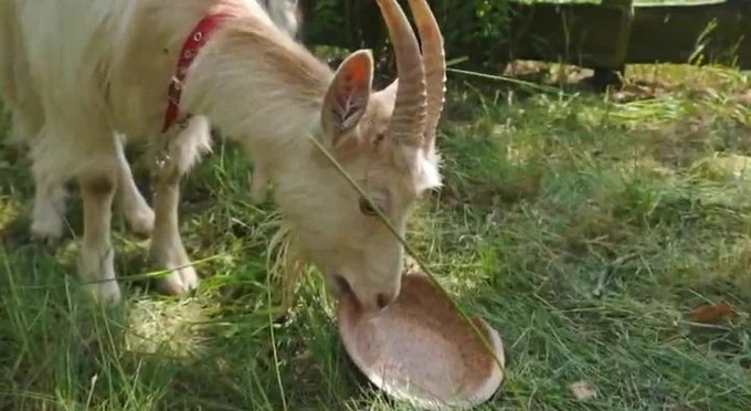 A goat feasting on Biotrem manufactured plate.