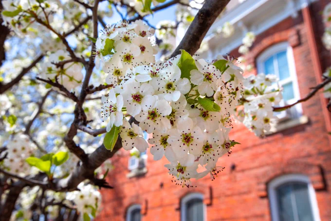 The white blossoms on a pear tree stand out against the red brick facade of the Lab of Mechanics.