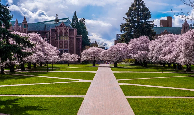green grass and cherry blossom trees