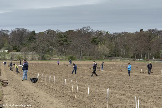 Observing social distancing whilst planting potatoes