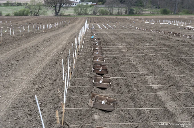Planting potatoes
