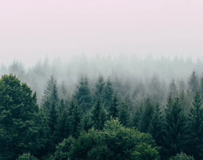 A misty forest