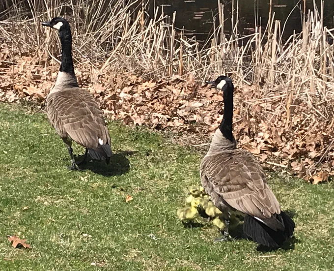 The two geese watch over their goslings.