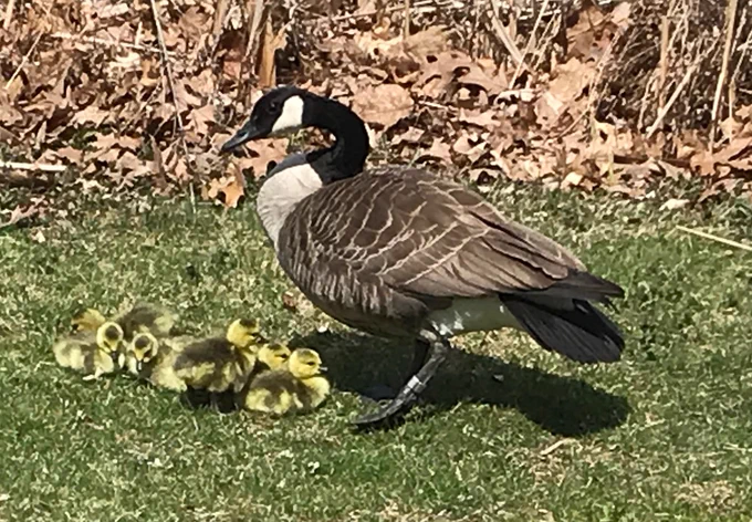 A mother watches her goslings nap.