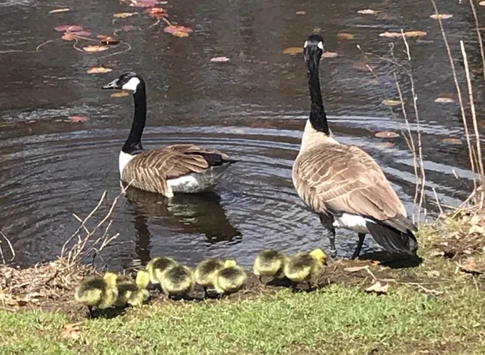 The geese lead their goslings into the water.