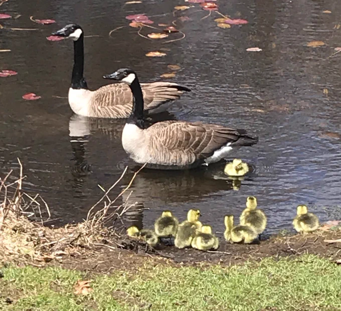 Family swim time with the geese by Paramecium Pond.