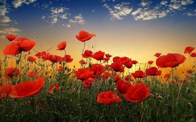 Enjoy your public holiday today New Zealand.