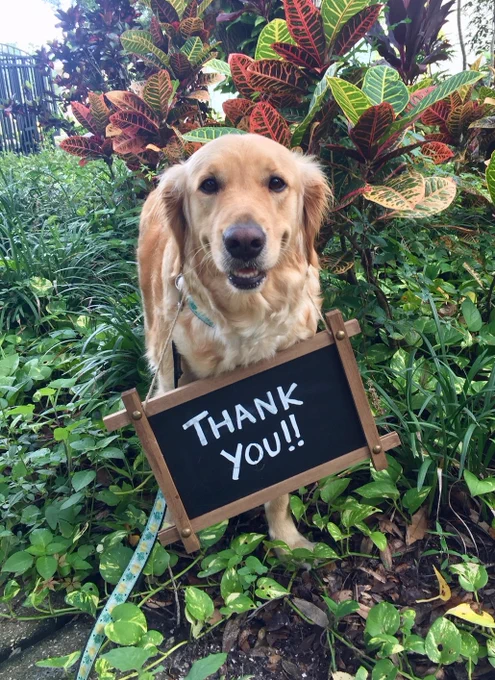 Golden retriever guide dog with a sign around their neck that says "Thank you!!"